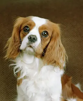 Cane Stampe: Cavaliere di Carlo Re Cane Spagnolo