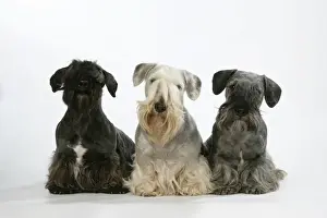 Personal Use Pet Prints Only Stampe: Cesky Terriers - three