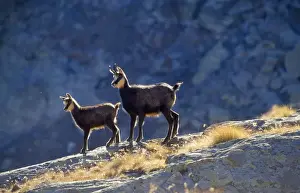 Stefan Meyers Photographer Stampe: Chamois