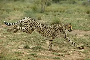 Stampe di WAT-8018 Cheetah - corsa in Namibia, Africa Acinonyx jubatus di M Ghepardo Stampe: Cheetah in Namibia