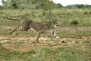 Cheetah, Namibie