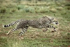 Stampe di Wat 7885 cinghiale - correndo Namibia, Africa Acinonyx jubatus M Ghepardo Stampe: Cheetah in Namibia