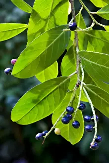 Autumn Garden Plants Stampe: Cherry laurel with fruit