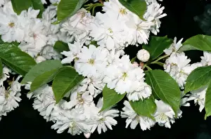 European Cherry Trees Stampe: Cherry Tree - flowering