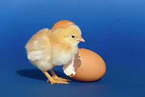 Stampe di DAC-147 Pollo con schiuma di uovo Regno Unito David Chapman Si prega di notare che le riproduzioni sono destinati solo a scopi di visualizzazione personale e potrebbero non essere utilizzate per Immagini datate 2007 marzo: Pollo con schiuma d'uovo - Regno Unito