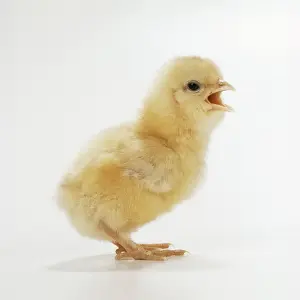 Chicken Photography Stampe: Chicken Chick