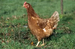 Johan De Meester Art Stampe: Chicken in grass