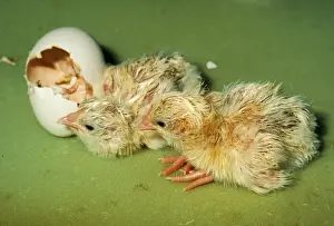 Personal Display Artwork Stampe: Chicken Hatching
