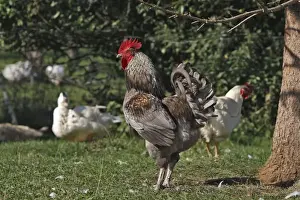 Agricultural Livestock Images Stampe: Chicken - rooster