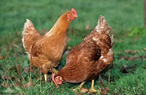 Johan De Meester Art Stampe: Chickens - two in grass