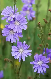 Cichorium Intybus Images Stampe: Chicory