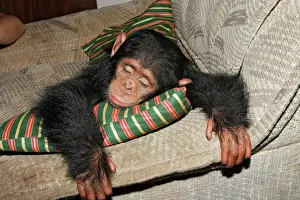 Scimpanzé Stampe: Chimpanzee