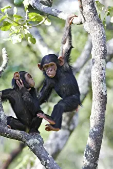 Scimpanzé Stampe: Chimpanzee