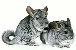 White Background Animals Stampe: Chinchilla - two in studio