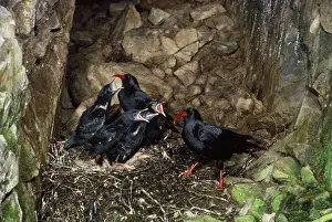 Corvid Family Stampe: Chough