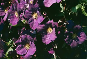 Clematis Flowers Stampe: Clematis