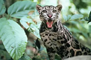 Clouded Leopard Stampe: Clouded Leopard