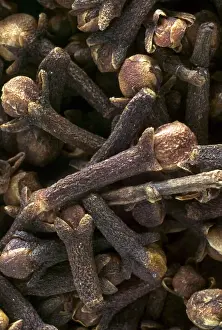 Spice Plant Photography Stampe: Cloves