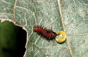 Australian Insect Photography Stampe: CLY02001