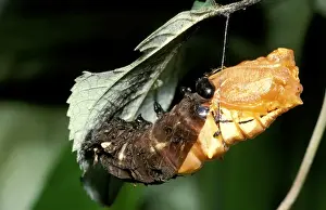 Australian Insect Photography Stampe: CLY02004