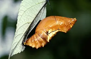 Cairns Birdwing Butterfly Stampe: CLY02005