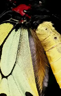 Courtship Behavior Stampe: CLY02008