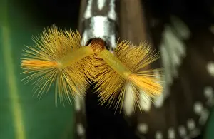 New South Wales Wildlife Stampe: CLY02012