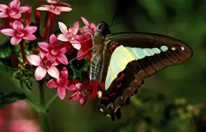 Butterfly In Bloom Stampe: CLY02016