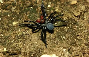Australian Spiders Stampe: CLY02035