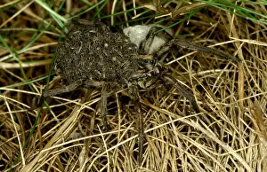 Australian Arachnids Stampe: CLY02041