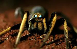 Arachnid Wildlife Photography Stampe: CLY02044
