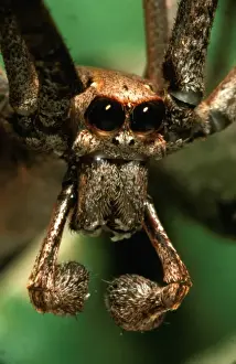 Australian Spiders Stampe: CLY02046