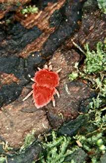 Australian Arachnids Stampe: CLY02065