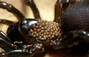 Arachnid Photography Stampe: CLY02066