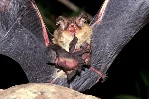 Bat Conservation Images Stampe: CLY02070