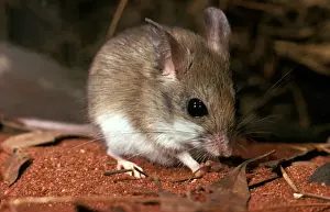 Australian Desert Animals Stampe: CLY02073