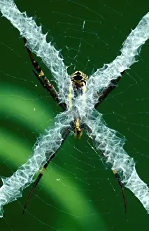 Australian Spiders Stampe: CLY02079