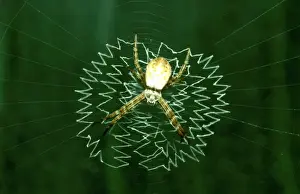 Australian Spiders Stampe: CLY02083