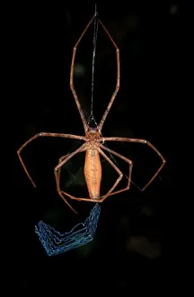 Australian Spiders Stampe: CLY02087