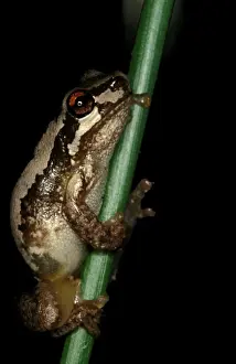 Australian Native Frogs Stampe: CLY03022