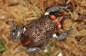 Australian Native Frogs Stampe: CLY03035
