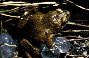 Australian Frogs Stampe: CLY03046