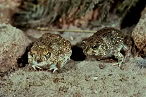 Australian Desert Animals Stampe: CLY03048