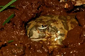 Australian Native Frogs Stampe: CLY03053