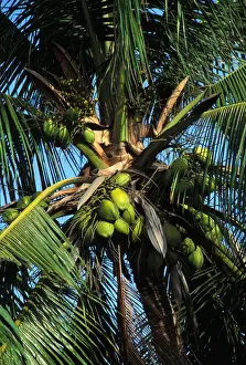 Coconut Palm Tree Photo Stampe: Coconut Tree
