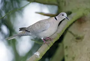 Collared Dove Stampe: Collared Dove