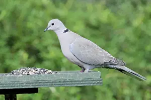 Garden Bird Feeder Stampe: Collared Dove - at feeding table