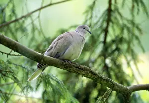 Collared Dove Stampe: Collared Dove - In tree