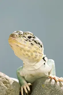 Close Up Reptile Images Stampe: Collared Lizard Front view, close up