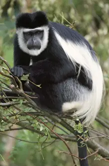 Stampe di Colobo nero e bianco colobùo - prossima a vicinanza di una pianta Colobo Angolano Stampe: Scimmia colobo